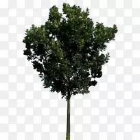 树-树png图像下载图片