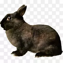 鼠类鼠兔猫-黑兔PNG图像