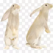 白兔-白兔PNG图像