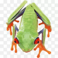 蛙PNG图像