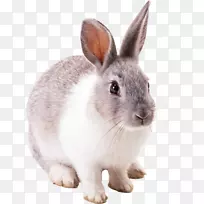 复活节兔棉尾兔-兔PNG图像