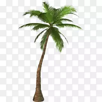 槟榔科剪贴画-棕榈树PNG