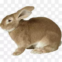 复活节兔子欧洲兔-兔PNG图片