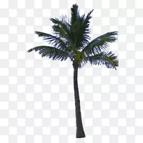 槟榔科树木剪贴画-棕榈树PNG