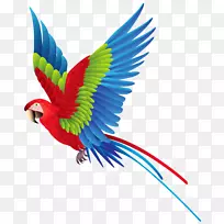 棕榈公园，鹦鹉地，鹦鹉，亚马逊鹦鹉，真正的鹦鹉-鹦鹉PNG图像