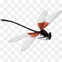 蜻蜓昆虫-蜻蜓PNG