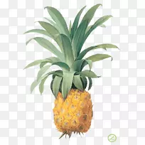菠萝印刷植物插图-菠萝图片下载