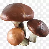 食用菌普通蘑菇-蘑菇PNG图像