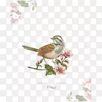 鸟