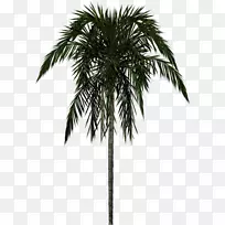 槟榔科树三维造型-棕榈树PNG