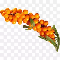 水果橙素食料理沙棘-沙棘PNG