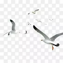 白色简单鸟类飞行材料