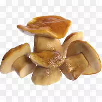 蘑菇PNG图像