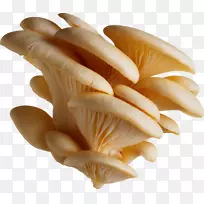 普通蘑菇-白菇PNG图像