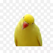 鹦鹉爱鸟鹦鹉-黄色鹦鹉PNG图片，免费下载