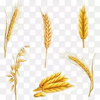 六种小麦