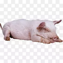 大黑猪，大白猪，格洛斯特郡老地方，英国本土猪-沉睡猪PNG图像