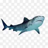 巴布亚新几内亚鲨鱼鳍沙鲨PNG
