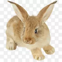 复活节兔子剪贴画-兔PNG图片