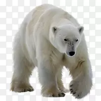 北极熊Kodiak熊ursinae-北极熊Png