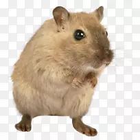 棕色大鼠博萨维鼠实验大鼠-小鼠，大鼠png图像