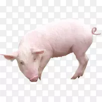 家猪剪贴画-猪PNG形象