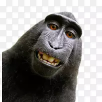 西里贝斯猕猴自拍诉讼-猴子PNG