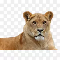 狮子壁纸-狮子PNG