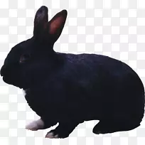 黑兔理发店黑兔-黑兔PNG形象