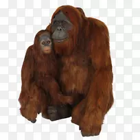 婆罗洲猩猩劳里公园动物园苏门答腊猩猩幼崽黑猩猩PNG
