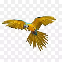鸟类飞行剪辑艺术-飞行鹦鹉PNG图片，免费下载