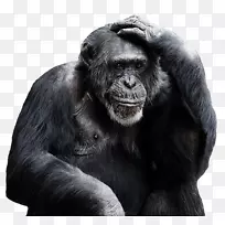 普通黑猩猩皇家汉堡动物园倭黑猩猩灵长类猩猩-猴子PNG