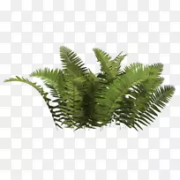 植物灌木丛PNG图像