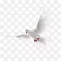 金牛科圣灵鸽子作为象征.白色飞鸽png图像