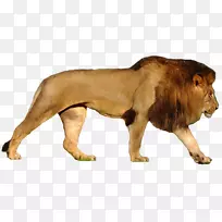 狮子虎豹美洲狮咆哮狮PNG