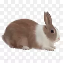 复活节兔-兔PNG图像