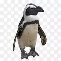企鹅燕尾服计算机文件-企鹅png图像