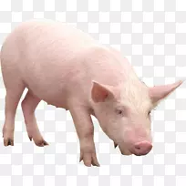 巴布亚新几内亚养猪场-粉红色猪PNG图像