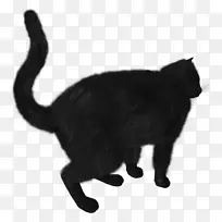 黑猫-黑猫PNG图像