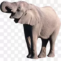 非洲丛林象婆罗洲象PNG
