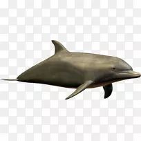 巴布亚新几内亚足球场巴布亚新几内亚猎手迈阿密海豚雷德克里夫海豚昆士兰杯海豚图片