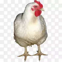 炸鸡肉鸡肉沙拉-白鸡PNG图像