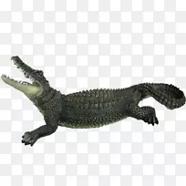 鳄鱼夹鳄鱼-鳄鱼PNG