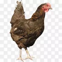 蚕丝家禽-鸡PNG图像