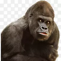 西部大猩猩猿灵长类黑猩猩-大猩猩PNG