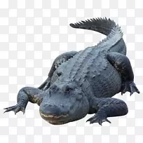 鳄鱼-鳄鱼PNG