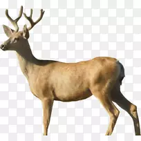 白尾鹿、驼鹿、鹿-鹿PNG图像