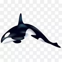 虎鲸剪贴画-虎鲸PNG透明剪贴画图片