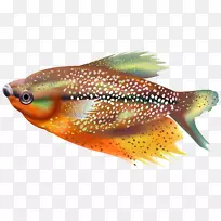 鱼类剪贴画.橙色鱼透明剪贴画图像