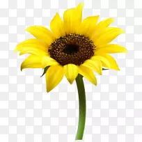普通向日葵剪贴画-美丽的向日葵透明PNG剪贴画图像